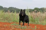 SCHIPPERKE 221